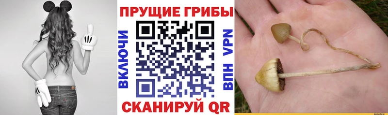 Псилоцибиновые грибы Magic Shrooms  ссылка на мегу сайт  Семикаракорск  цена  